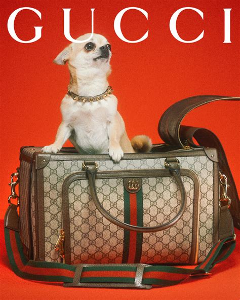 black gucci pet|gucci pet slang.